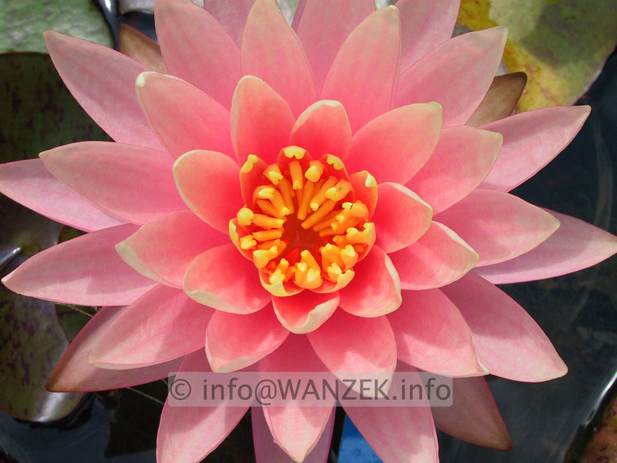 Nymphaea Sunny Pink 1.JPG